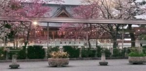 2023-03-25_天理教教会本部の桜